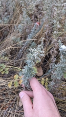 Artemisia austriaca