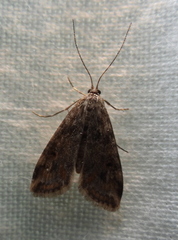 Cataclysta lemnata