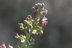 Scrophularia auriculata