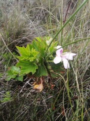 Pelargonium cucullatum strigifolium