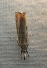 Chrysoteuchia culmella