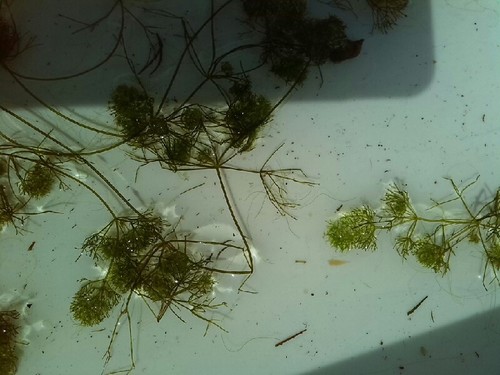Image of Nitella mucronata by (c) Andre Hosper, some rights reserved (CC BY)