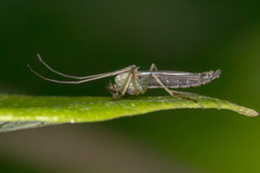 Chironomoidea