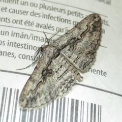 Iridopsis obliquaria