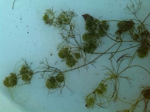 Image of Nitella mucronata by (c) Andre Hosper, some rights reserved (CC BY)