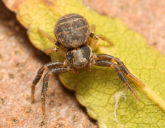 Xysticus