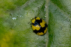 Illeis galbula