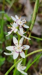 Wurmbea dioica