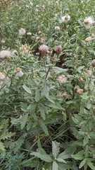 Cirsium arvense