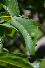 Aceria erinea