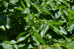 Aceria erinea