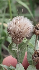 Cirsium arvense