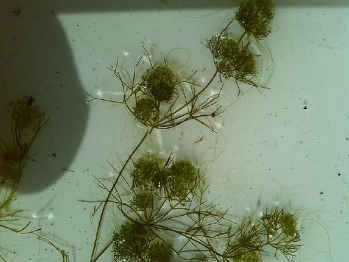 Image of Nitella mucronata by (c) Andre Hosper, some rights reserved (CC BY)