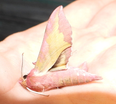 Deilephila porcellus