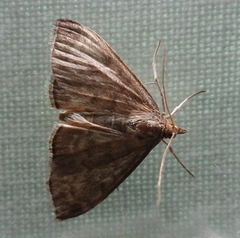 Anania fuscalis