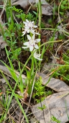 Wurmbea dioica