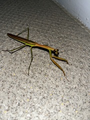 Tenodera sinensis