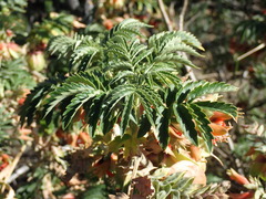 Melianthus comosus