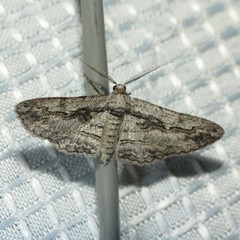 Iridopsis obliquaria