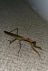 Tenodera sinensis