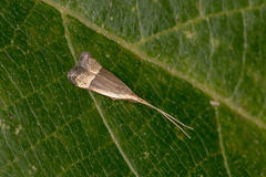 Lecithocera