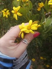 Osteospermum moniliferum