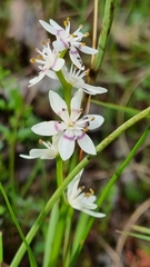 Wurmbea dioica