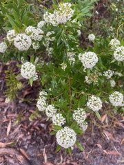 Platysace lanceolata