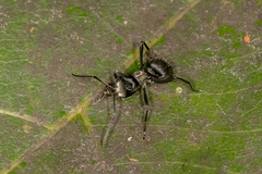 Polyrhachis daemeli