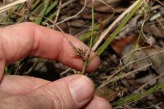 Scleria mackaviensis