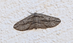 Ecleora solieraria