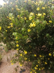 Osteospermum moniliferum