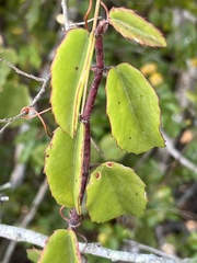 Cissus rotundifolia