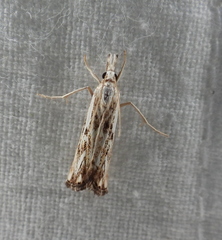 Catoptria