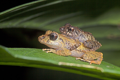 Pristimantis diadematus