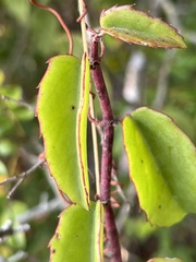 Cissus rotundifolia
