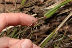 Scleria mackaviensis