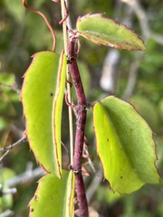 Cissus rotundifolia