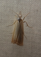 Chrysoteuchia culmella