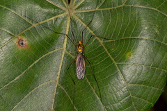 Nephrotoma australasiae