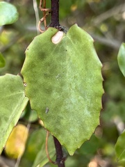 Cissus rotundifolia