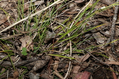 Scleria mackaviensis