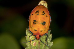 Tectocoris diophthalmus