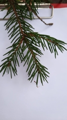 Picea × fennica