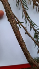 Picea × fennica
