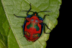 Tectocoris diophthalmus