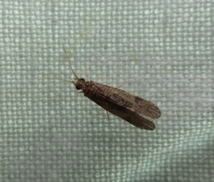 Hydropsychoidea
