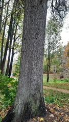 Picea × fennica