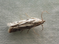 Phycitodes binaevella