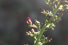 Scrophularia auriculata